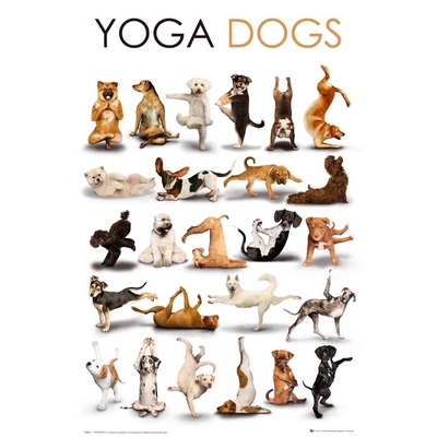 Yoga Dogs