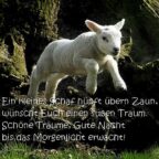 Ein kleines Schaf hüpft übern Zaun, wünscht dir einen süßen Traum. Schöne Träume, Gute Nacht bis das Morgenlicht erwacht!