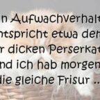 Mein Aufwachverhalten entspricht etwa dem einer dicken Perserkatze. Und ich hab morgens die gleiche Frisur ...