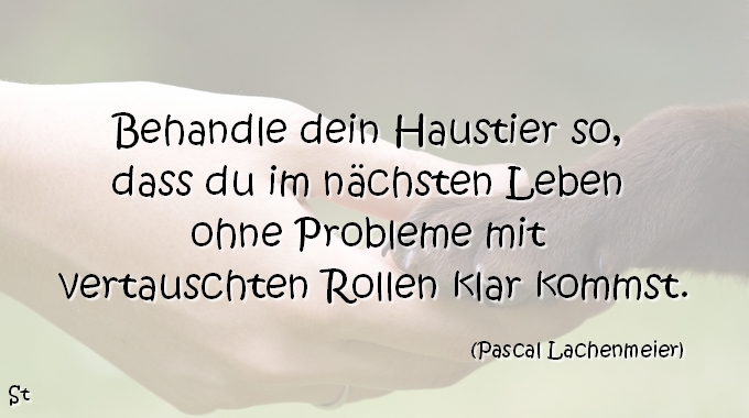 Behandle dein Haustier so, dass du im nächsten Leben ohne Probleme mit vertauschten Rollen klar kommst.