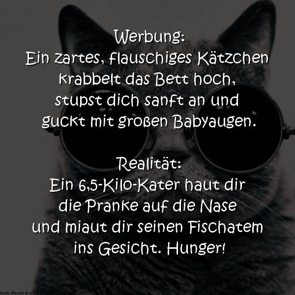 Katzen Lustiger Spruch