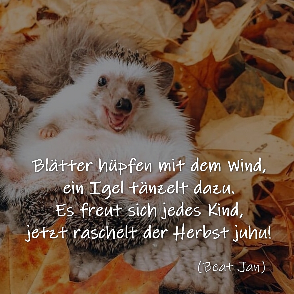 Blätter hüpfen mit dem Wind,
ein Igel tänzelt dazu.
Es freut sich jedes Kind,
jetzt raschelt der Herbst juhu!
(Beat Jan)