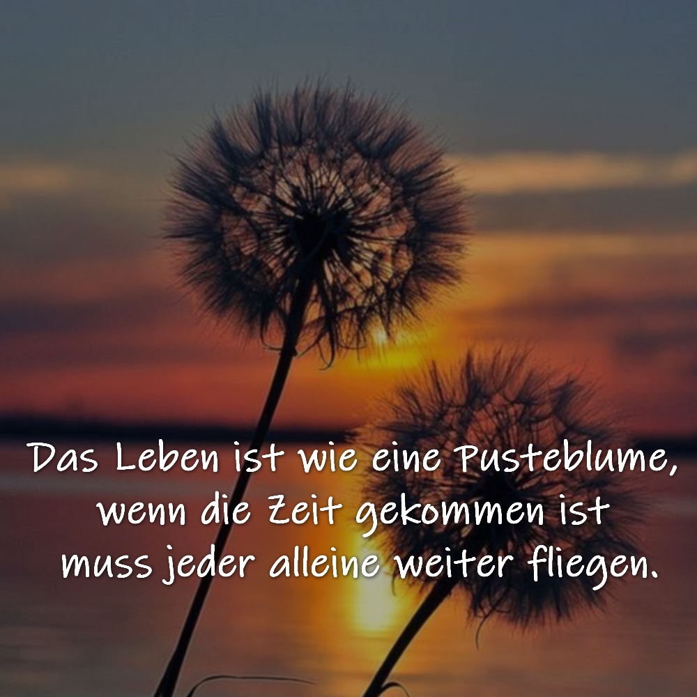 Das Leben ist wie eine Pusteblume, wenn die Zeit gekommen ist muss jeder alleine weiter fliegen.

