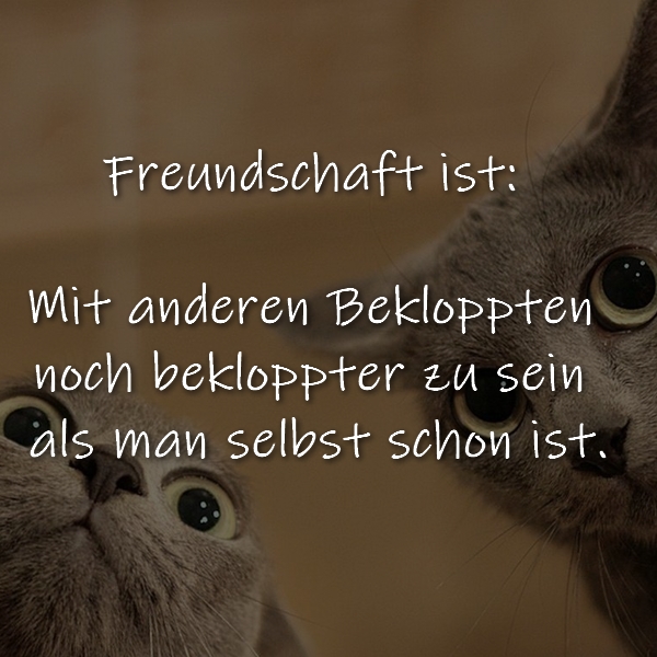 Freundschaft ist: Mit anderen Bekloppten noch bekloppter zu sein als man selbst schon ist

