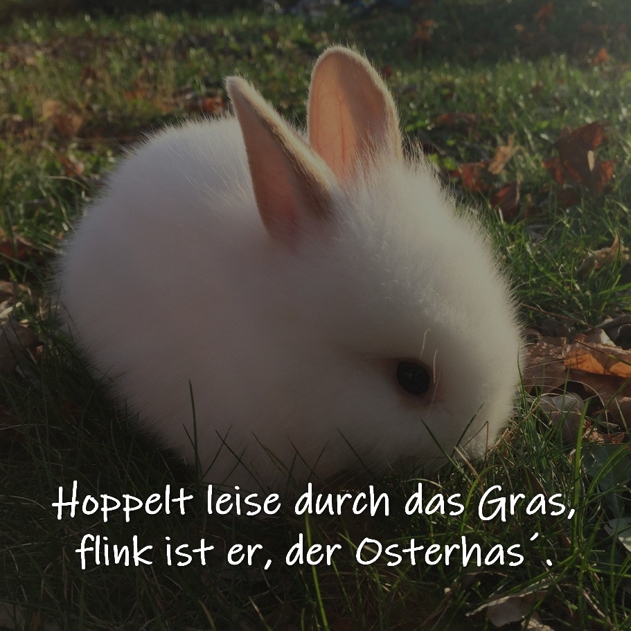 Kurzes Osterdeicht Hoppelt leise durch das Gras,  flink ist er, der Osterhas´. (Autor unbekannt)