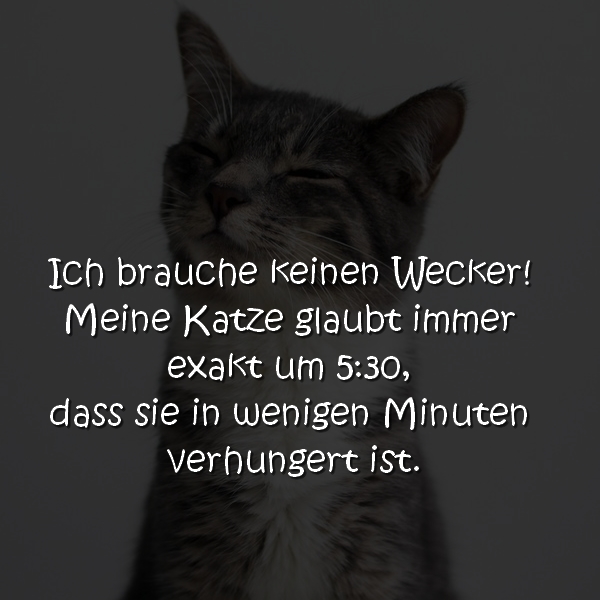 Ich-brauche-keinen-Wecker-Meine-Katze-glaubt-immer-exakt-um-530-dass-sie-in-wenigen-Minuten-verhungert-ist..jpg