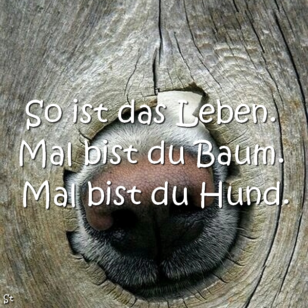 So ist das Leben.
Mal bist du Baum. Mal bist du Hund.