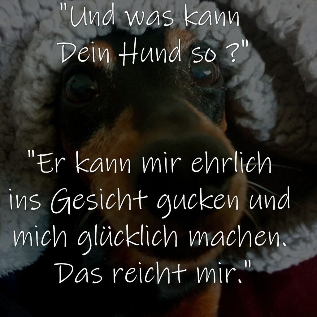 Und was kann Dein Hund so ? Er kann mir ehrlich ins Gesicht gucken und mich glücklich machen. Das reicht mir.