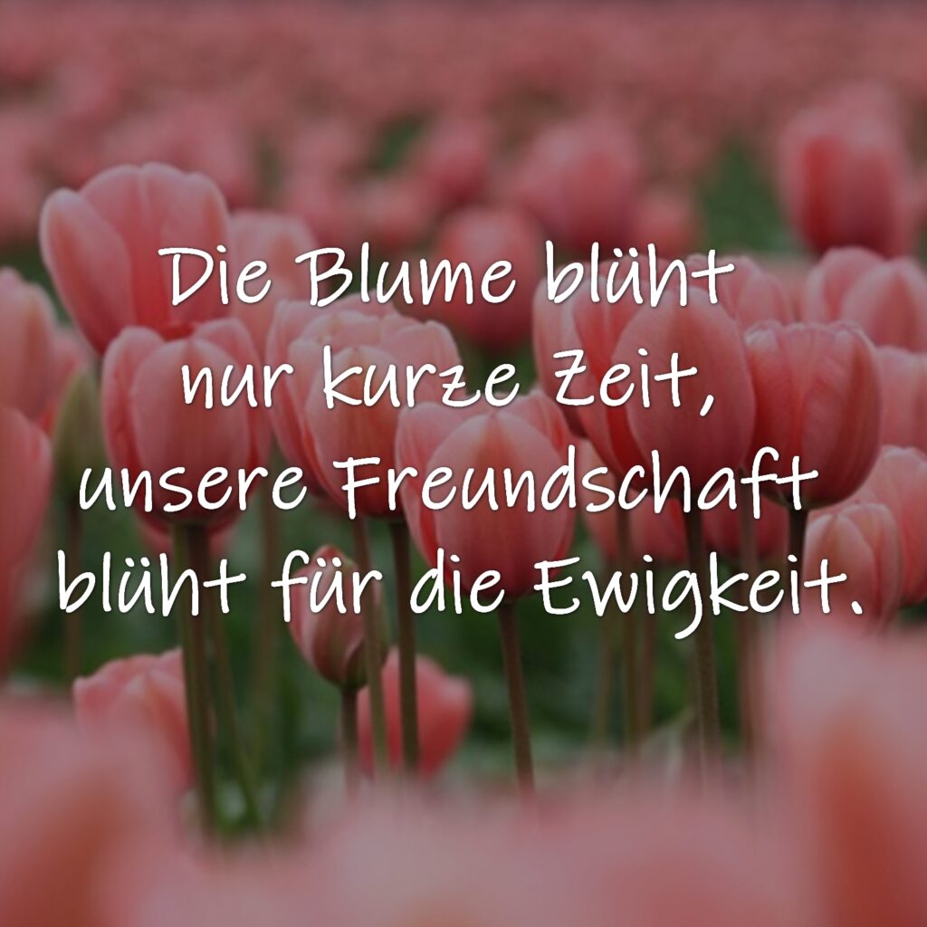 Die Blume blüht nur kurze Zeit, unsere Freundschaft blüht für die Ewigkeit.