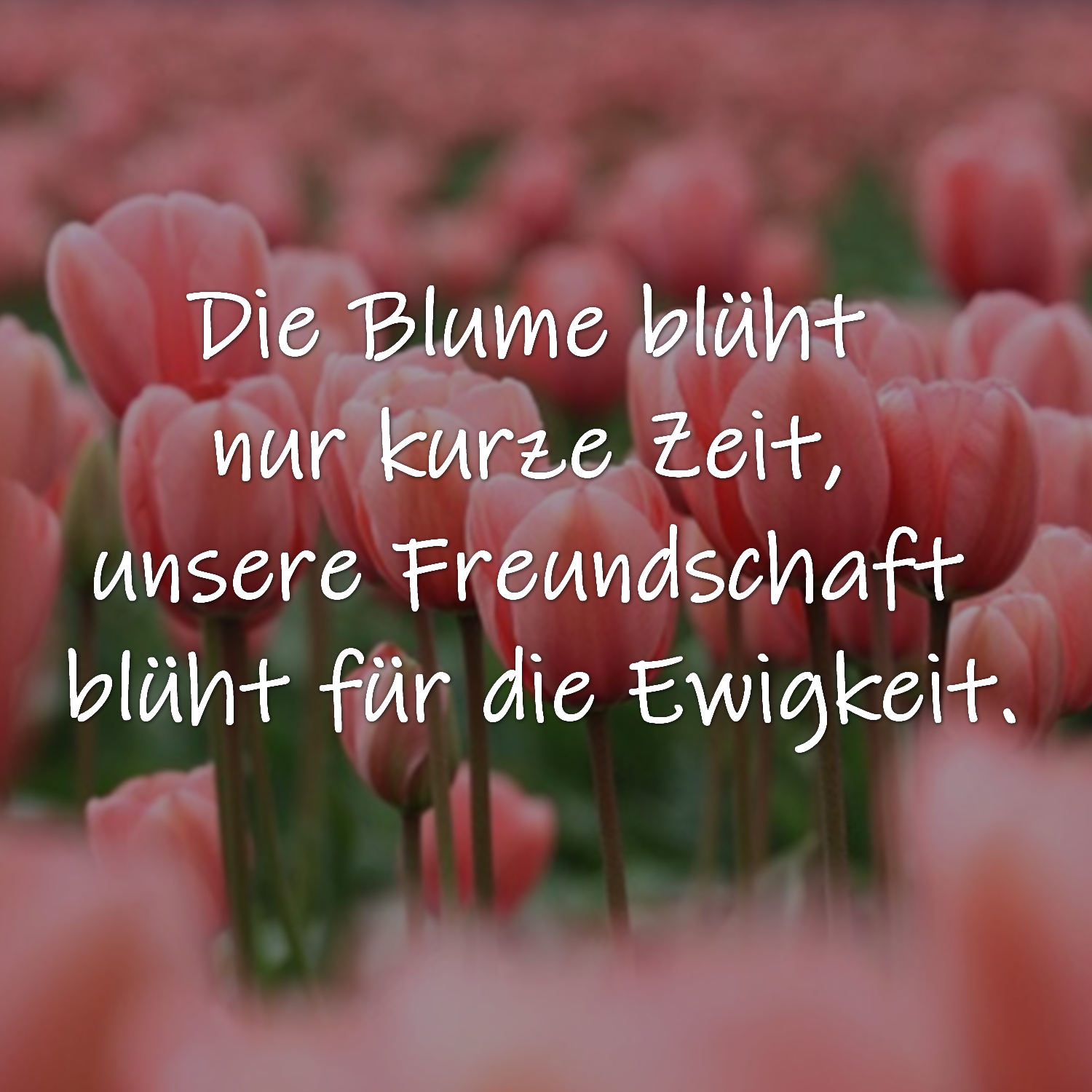 Freundschaft Sprüche, Zitate, lustige Texte, Weisheiten, Sprichwörter